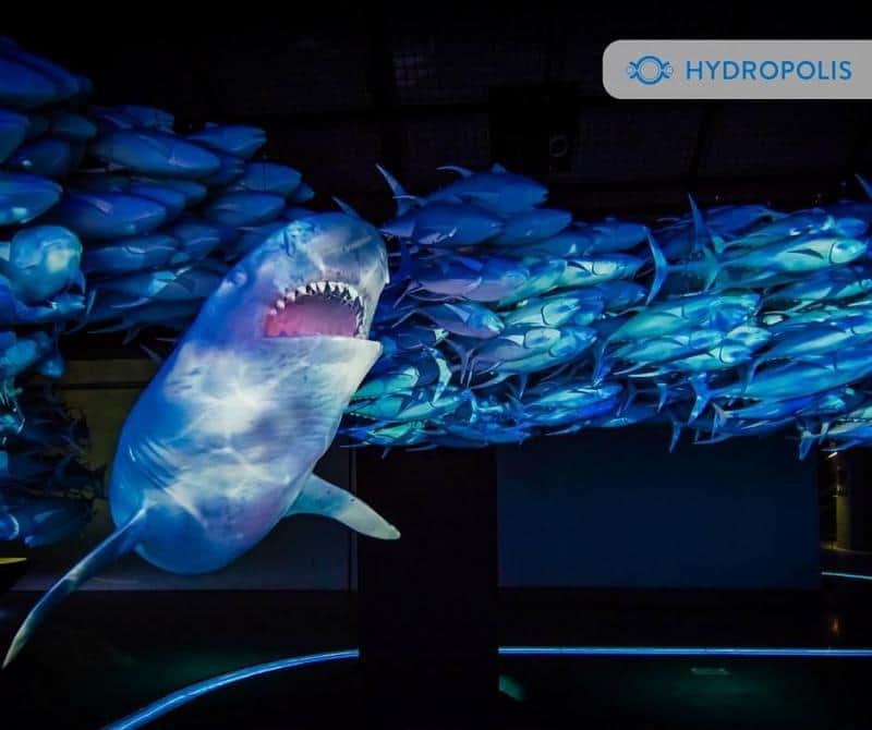 School of Tuna 4 Rekin płynący w ławicy ryb w interaktywnym muzeum Hydropolis.